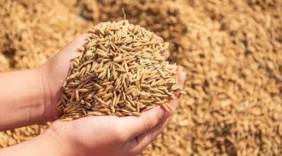 تونس تقتني 75 ألف طن من علف الشعير 