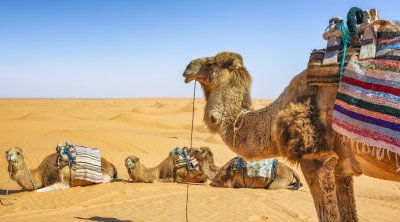 عائدات السياحة في تونس: 7.844 مليار دينار قيمة مضافة مباشرة سنة 2024