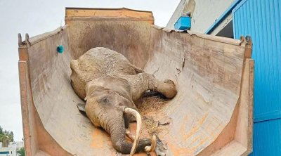 حديقة البلفدير: وفاة الفيلة "بايبي"