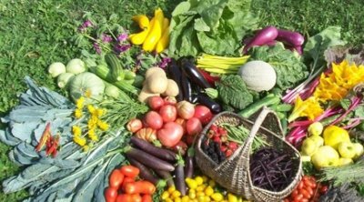 الفلاحة البيولوجية في تونس تحقق 725 مليون دينار