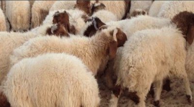 Aïd al-Adha : L’État prévoit d’importer des moutons