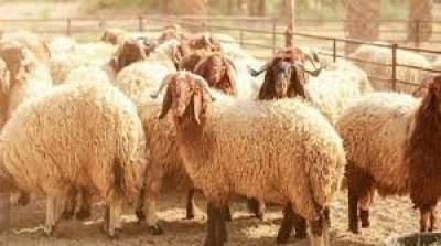 نقابة الفلاحين: أسعار الأضاحي قد تبلغ 3 آلاف دينار