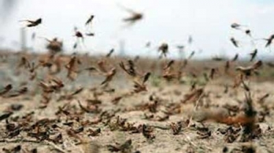 أسراب الجراد تهدد بإتلاف الأخضر واليابس في الجنوب التونسي