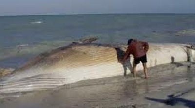 باجة: العثور على حوت ضخم ميت على شاطى الزوارع