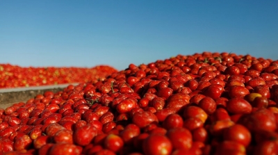 حجز 22 طن من الطماطم كانت ستهرب نحو ليبيا في بن قردان