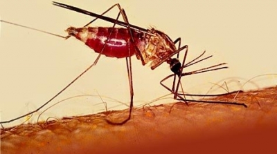 وزارة الصحة تؤكد ان ظهور ''الملاريا'' في تونس سببه ''باعوضة'' جاءت من الخارج