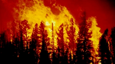 القبض على 5 اشخاص تعمدوا اشعال النيران بعدد من غابات جندوبة 