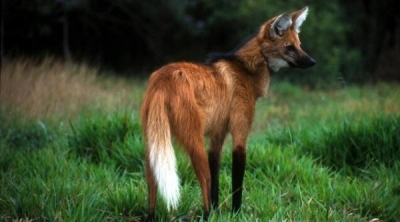 الحيوانات المفترسة تغزو المناطق السكنية المجاورة لجبل الشعانبي 