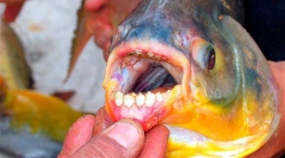 سمكة ''البيرانا'' تهاجم الرجال فقط 