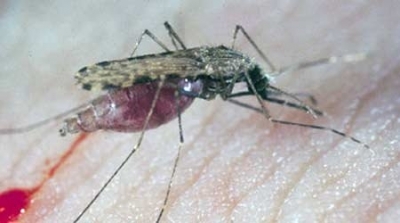 تسجيل إصابة بفيروس حمى غرب النيل في قابس