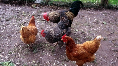 مدير مدرسة في نابل يحول المؤسسة لمزرعة ويجبر التلاميذ على زراعة الحمص