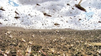 رصد سرب من الجراد المهاجر في ولاية قفصة