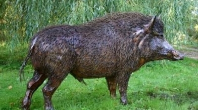 بلدية اريانة تطلق حملة للقضاء على الخنازير البرية 