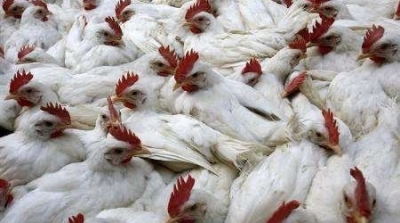 اجراءات وقائية في معبر رأس الجدير تحسبا لتسرب انفلونزا الطيور