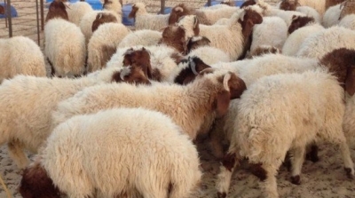 توريد 6 الاف خروف من اسبانيا للعيد و تحديد 10 دنانير للكيلوغرام الحي