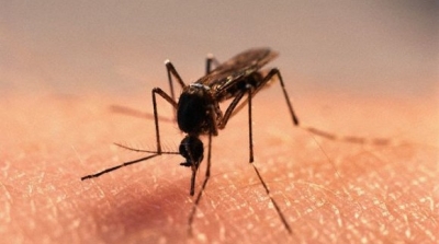 وزارة الصحة تؤكد ان حالة المضيفتان المصابتان بفيروس ''الملاريا'' مستقرة 