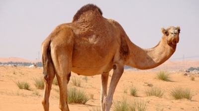 توزر : جمل يتسبب في مقتل 3 اشخاص و اصابة 2 اخرين