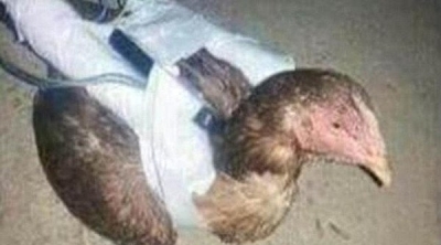''داعش'' يستخدم الدجاج في عملياته الانتحارية