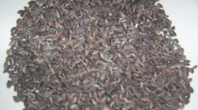 العثور على مادّة الافلاتوكسين في كميّات من الزقوقو