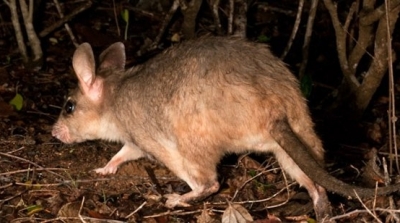 وزارة البيئة تتخذ اجراءات عاجلة ضد ظاهرة انتشار الجرذان في مدينتي جرجيس و بن قردان