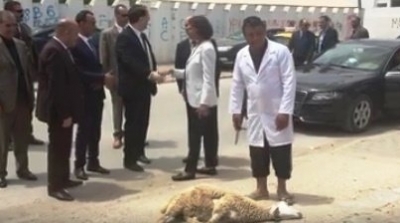 فيديو: معتمد منوبة يذبح خروفا لدى استقباله يوسف الشاهد