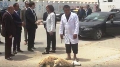 بعد ذبح خروف في استقبال يوسف للشاهد :" فورزا تونس" تطالب بإقالة معتمد منوبة