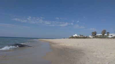 نابل : العثور على دلفين نافق في شاطئ سيدي المحرصي