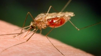 وجود حشرة ناقلة لمرض الملاريا في القيروان 