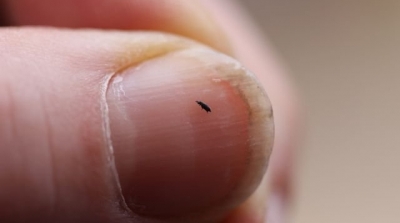 انتشار غير مسبوق للقراد و البرغوث في عدد من الاحياء بدوار هيشر