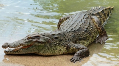 رجل يصطحب تمساحه الى الشاطئ (فيديو)