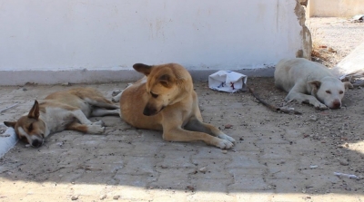 بلدية تونس تنظم حملة مجانية لتلقيح الكلاب 