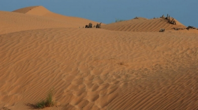 ايقاف 4 اماراتيين و باكستانيين بنغالي بصدد صيد طائر الحبارى في صحراء تطاوين
