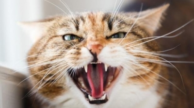 في الكاف : وفاة كهل بسبب عضة قط