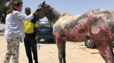 حصان في حالة صحية كارثية : بلدية حلق الوادي توضح 