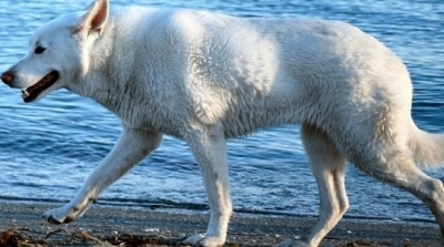 بلدية رأس الجبل تمنع اصطحاب الكلاب الى شواطئها و تهدد بقتلها 