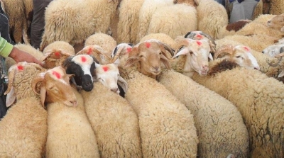 عميد الاطباء البياطرة يحذر من اضاحي العيد الملقحة بالمضادات الحيوية 