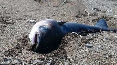 الوكالة الوطنية لحماية المحيط توضح اسباب نفوق كميات من الأسماك في شواطئ قابس