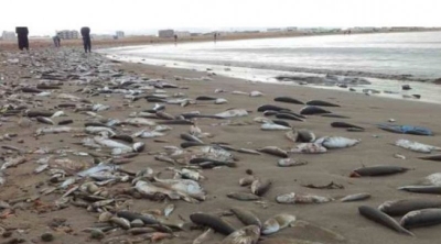 وزارة الفلاحة توضح اسباب ظاهرة نفوق الاسماك في قابس  