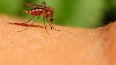 إنتشار مرض 'حمى غرب النيل' بمساكن