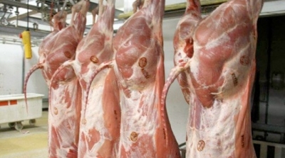 غلق المسلخ البلدي بمنوبة بعد ذبح ابقار مريضة و غير صالحة للاستهلاك 