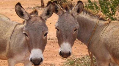 المكناسي : البلدية تعلن بتة عمومية لبيع حمارين (صور)