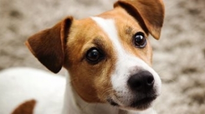 صفاقس: انقاذ كلب سقط في بئر منذ أكثر من سنة (فيديو)