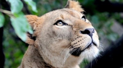 وفاة لبؤة تابعة لسرك عالمي في سكرة 