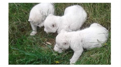 Parc Friguia : Naissance de trois lionceaux d’une espèce rare