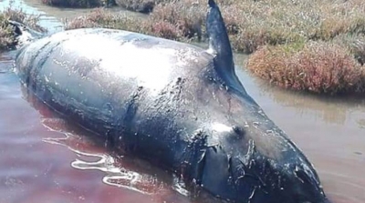 العثور على حوت عملاق قبالة سواحل قابس