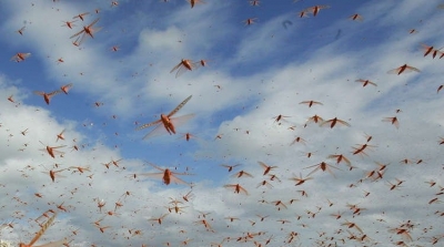 أسراب من الجراد تغزو بن قردان 