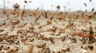 هجوم أسراب جراد على بن قردان : المندوبية الجهوية للتنمية الفلاحية توضح