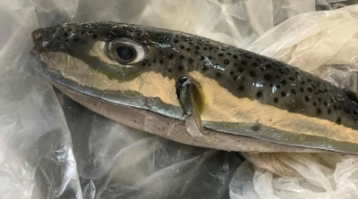 Le ministère de l’Agriculture prévient contre la consommation d’un poisson