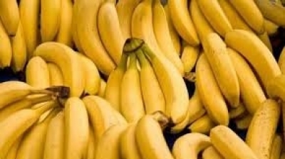 Le prix d’un kilo de bananes fixé à 3,900 dt dans les grandes surfaces