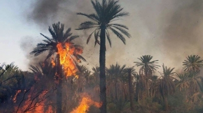 L’ancienne palmeraie de Tozeur ravagée un un incendie  
